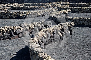 Close up of gerias, stone walls in semi circles to protect vineyards. Lanzarote, Canary islands, photo