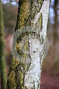 Close-up of a German birch tree in a forest