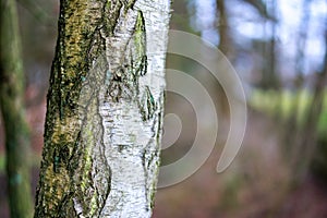 Close-up of a German birch tree in a forest