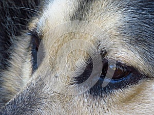 Close-up of German Shepard brown eyes looking straight into distance. Dog`s eyes. Pet rescue concept.
