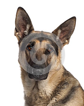 Close-up of German Shepherd Dog