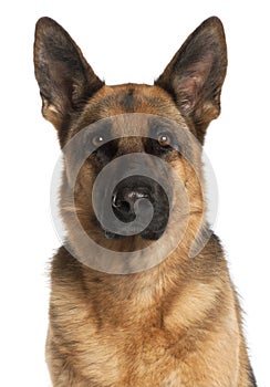 Close-up of German Shepherd Dog, 4 years old