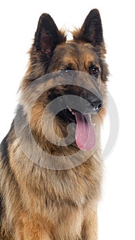 Close-up of German Shepherd in front of white