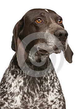 Close-up of German Shorthaired Pointer