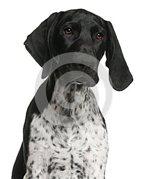 Close-up of German Shorthaired Pointer puppy