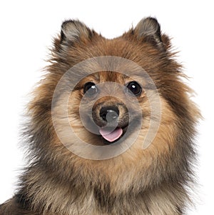 Close-up of German Spitz panting, 8 months old