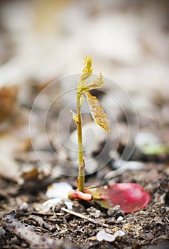 Close-up of a germinating acorn and a young plant of a new tree amidst fallen leaves