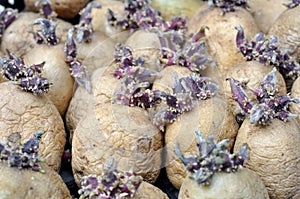 Close-up of germinating potatoes before the planting
