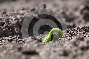 Close up of germination of bean seeds in a rural garden