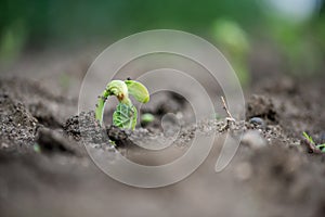 Close up of germination of bean seeds in a rural garden