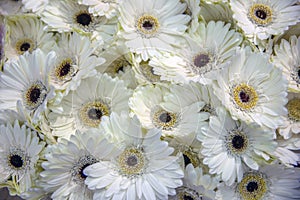 Close Up Of A Germini Flower