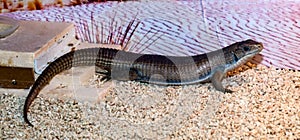 Gerrhosaurus major or Sudan plated lizard