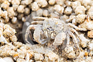 Ghost crab making sand balls on the beach