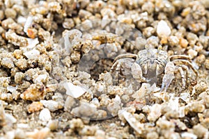 Ghost crab making sand balls on the beach