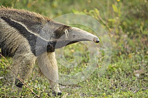 Close-up Giant Anteater Catching Scent