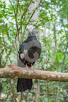 Close up of a giant black and white piping guan photo