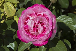 close-up: giant deep pink Portland Damask rose also called Rosa \'de Rescht