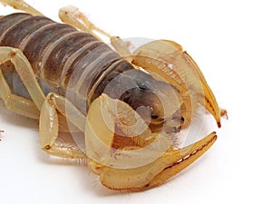 Close-up of a giant desert hairy scorpion, Hadrurus arizonensis, isolated, cECP 2012