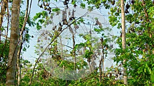 Close up of Giant fruit-eater bats hanging in the jungle