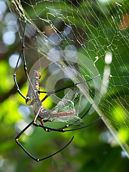 Close-up Of A Giant Golden Orb Weaver Wrapping Its Prey