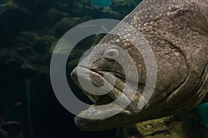 Close up Giant Grouper fish