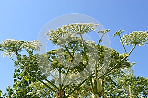 Close-up of Giant Hogweed Heracleum mantegazzianum