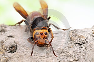 Giant hornet on a tree surface photo