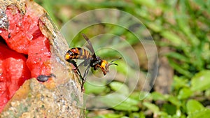 Close up of giant hornet Vespa mandarinia japonica photo