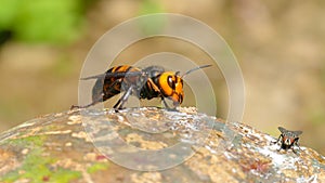 Close up of giant hornet Vespa mandarinia japonica photo