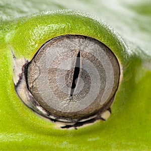 Close-up of Giant leaf frog eye