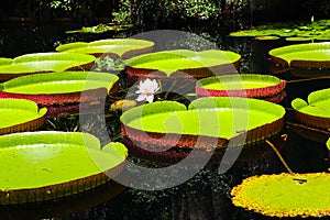 Close up of giant lily pads