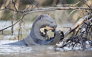 Close up of a Giant otter eating a fish in a river
