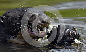 Close up of a Giant Otter eating a fish in the water. Giant River Otter, Pteronura brasiliensis.