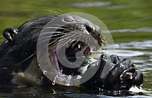 Close up of a Giant Otter eating a fish in the water.  Giant River Otter, Pteronura brasiliensis. Natural habitat. Brazil