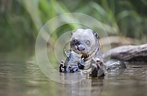 Close up of a Giant otter eating a large fish in a river