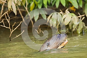 Close-up of Giant Otter Swimming Upstream in Green Water photo