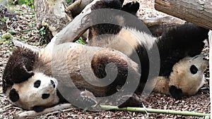 Close up Giant Panda in Chengdu Panda Base, China