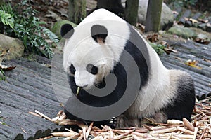 Close-up Giant Panda Fluffy Face , China