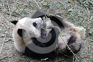 Close-up Giant Panda`s Cub , Chengdu, China