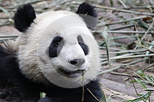 Close-up Giant Panda`s Cub , Chengdu, China