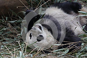 Close-up Giant Panda`s Cub , Chengdu, China