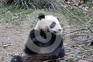 Close-up Giant Panda`s Cub , Chengdu, China