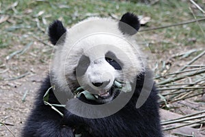 Close-up Giant Panda`s Cub , Chengdu, China