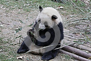 Close-up Giant Panda`s Cub , Chengdu, China