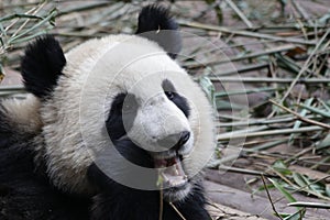 Close-up Giant Panda`s Cub , Chengdu, China