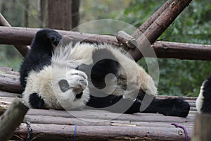 Close-up Giant Panda`s Cub , Chengdu, China