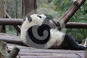 Close-up Giant Panda`s Cub , Chengdu, China