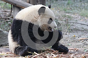 Close-Up Giant Panda`s Cub Face