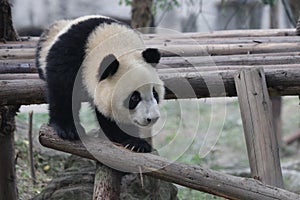 Close-Up Giant Panda`s Cub Face