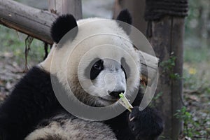 Close-Up Giant Panda`s Cub Face